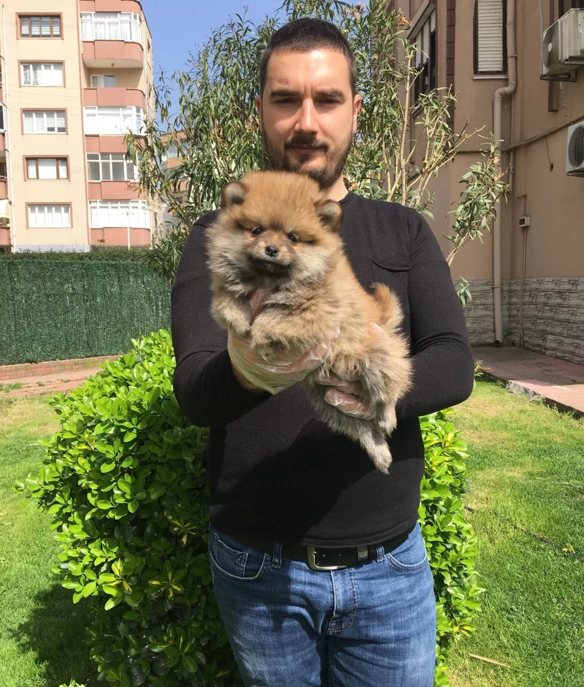 Irk Ve Sağlık Garantili Pomeranian Boo Yavrular Magazamızda
