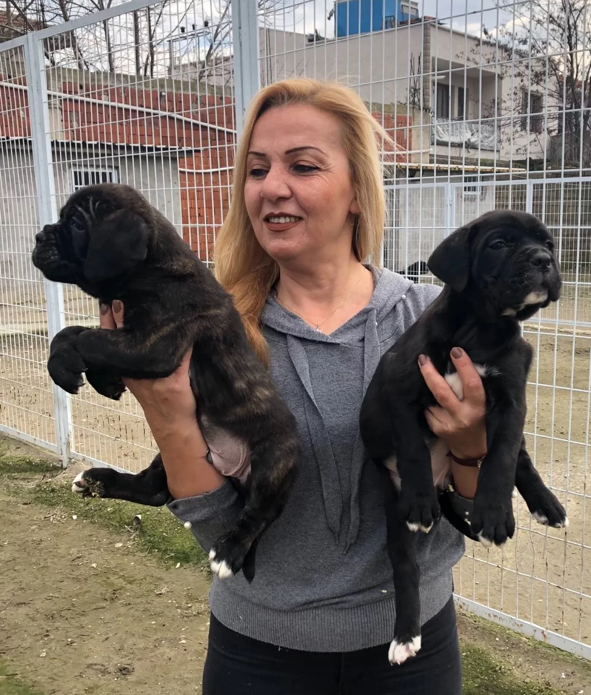 Irk Garantili Muhtesem Cane Corso Yavrularımız