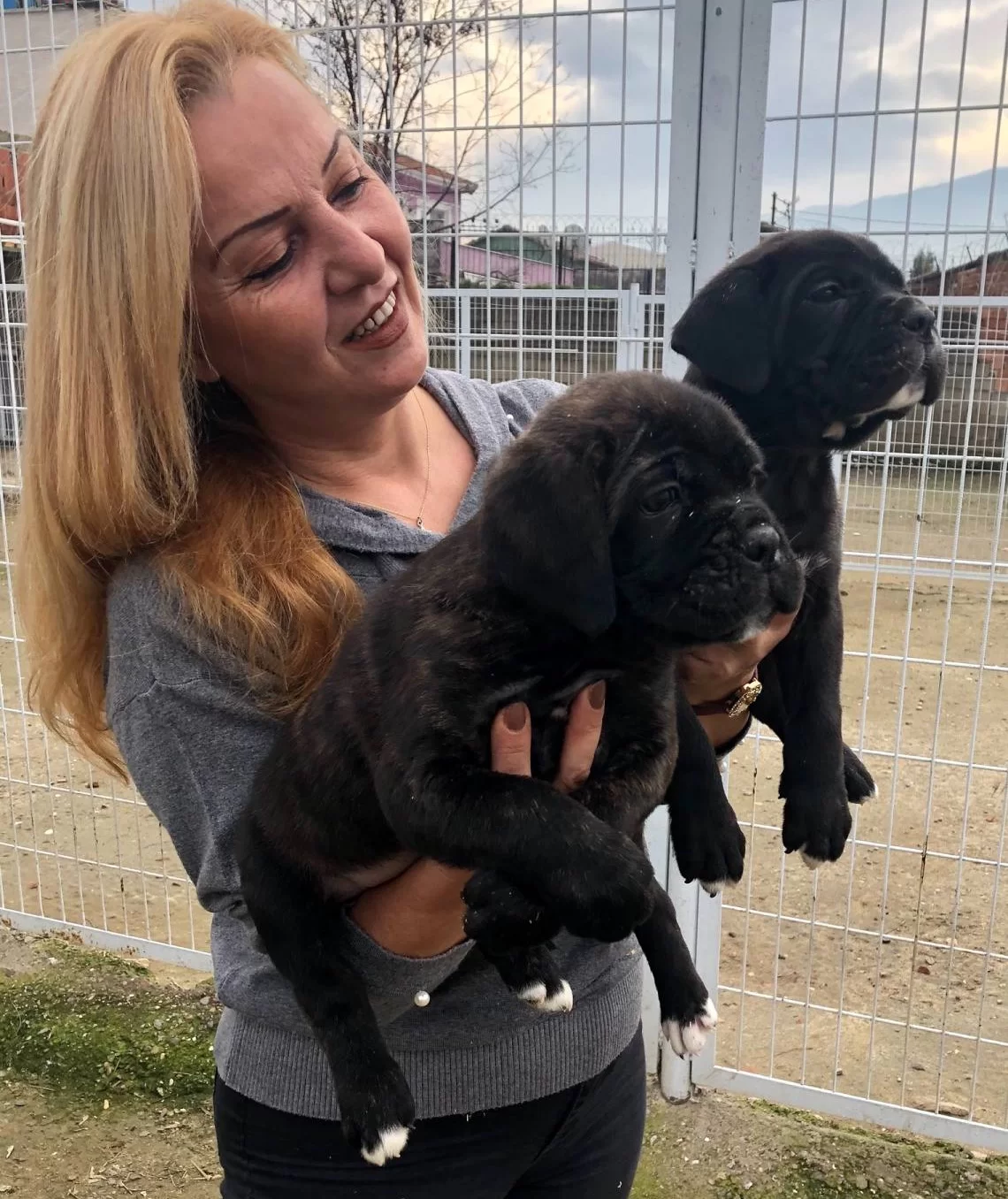 Irk Garantili Muhtesem Cane Corso Yavrularımız