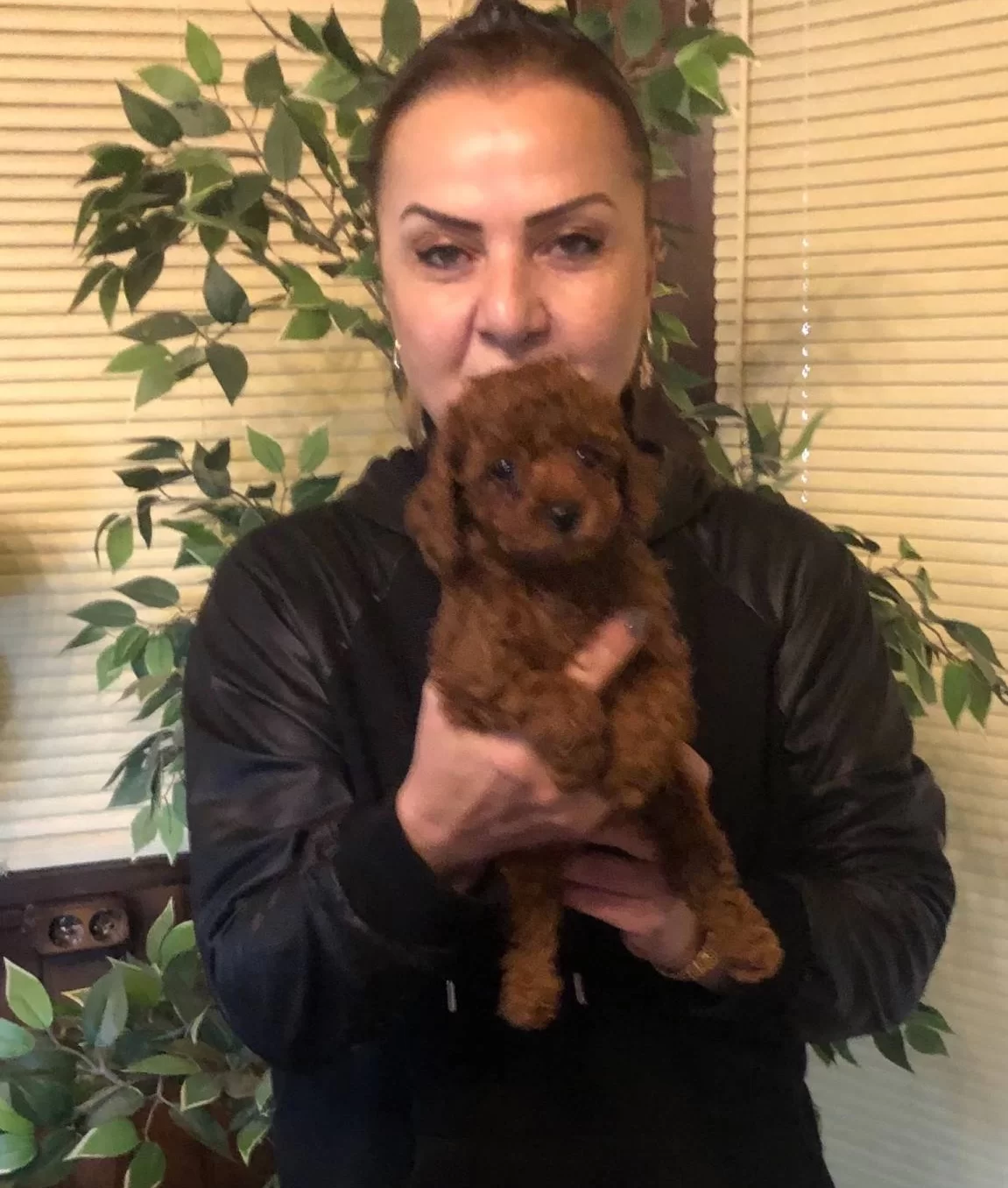Irk Garantili Harika Toy Poodle Yavrularımız