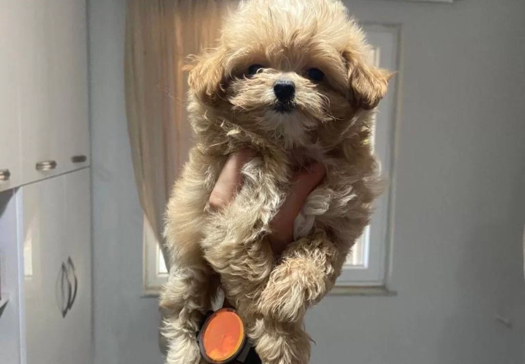 Maltipo Cinsi Yavrumuz