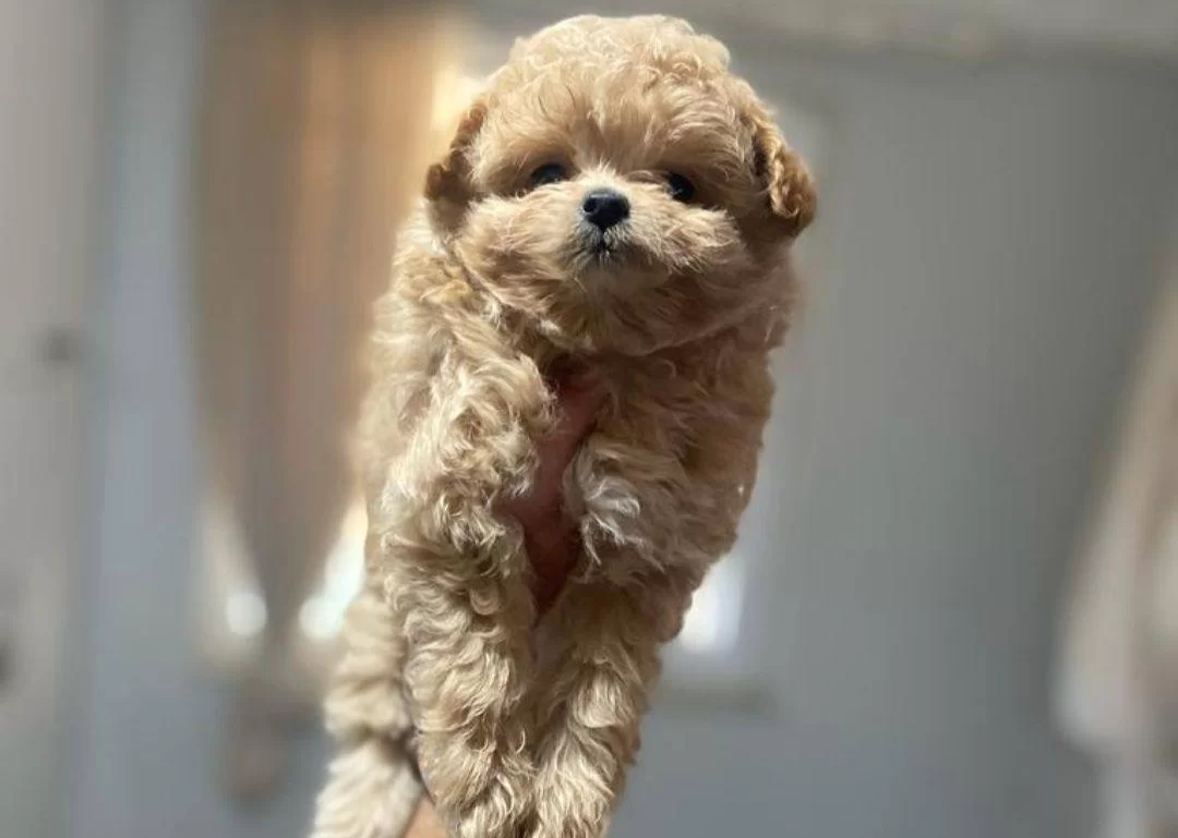 Maltipo Cinsi Yavrumuz