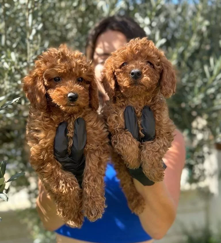 Mukemmel Toy Pooodle Yavrularımız