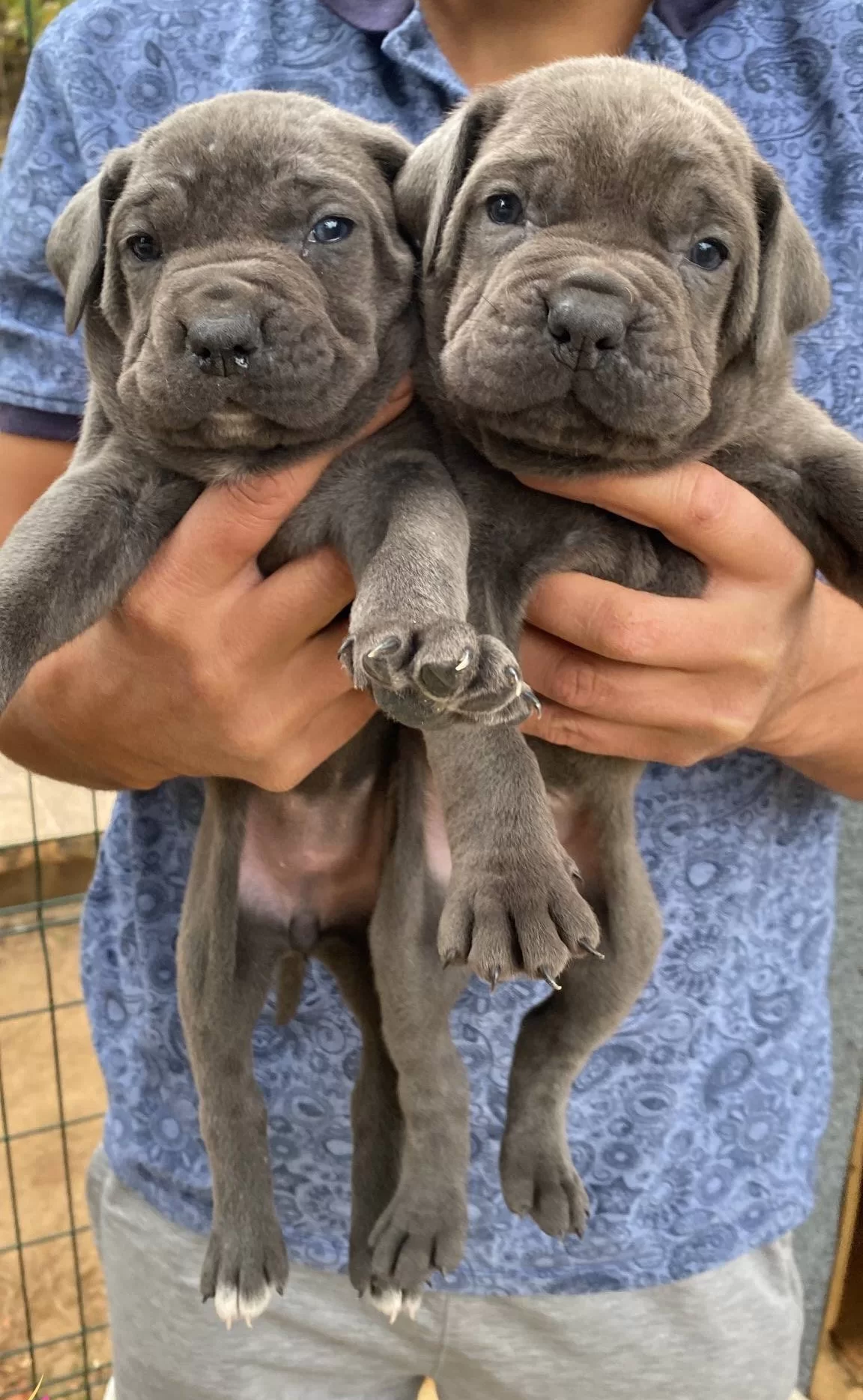 Blue Cane Corso Yavrularımız