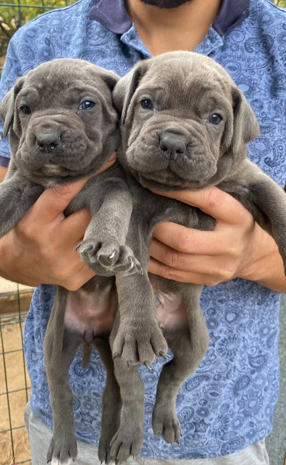 Blue Cane Corso Yavrularımız