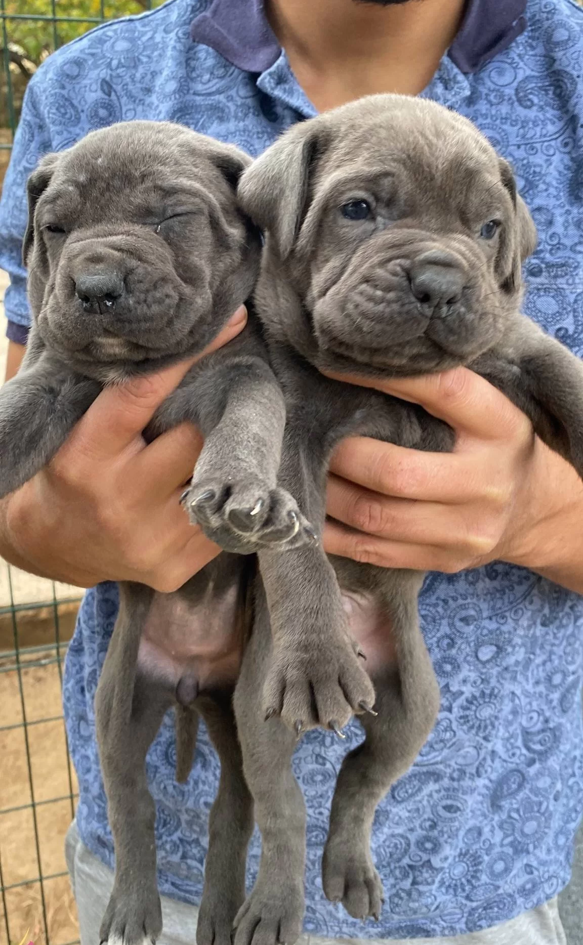 Blue Cane Corso Yavrularımız