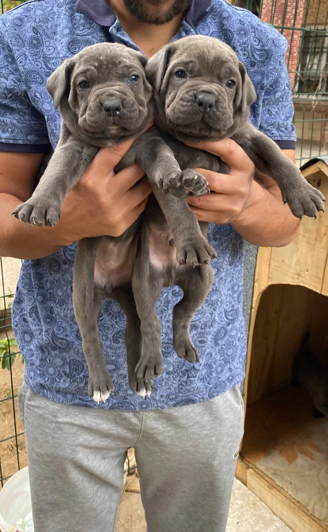 Blue Cane Corso Yavrularımız