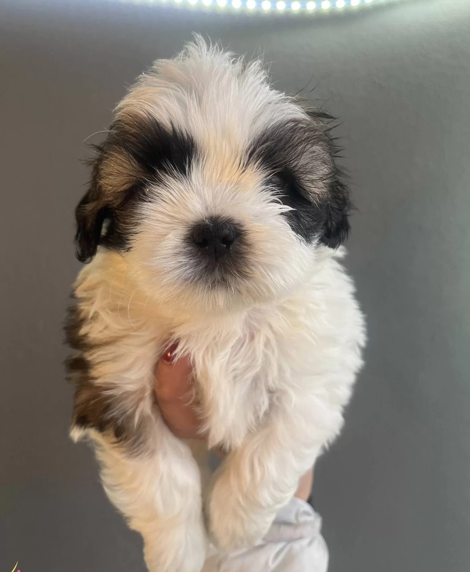 Mukemmel Maskeli Shih Tzu Bebekler