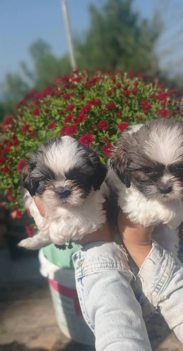 Shih Tzu Minik Bebekler