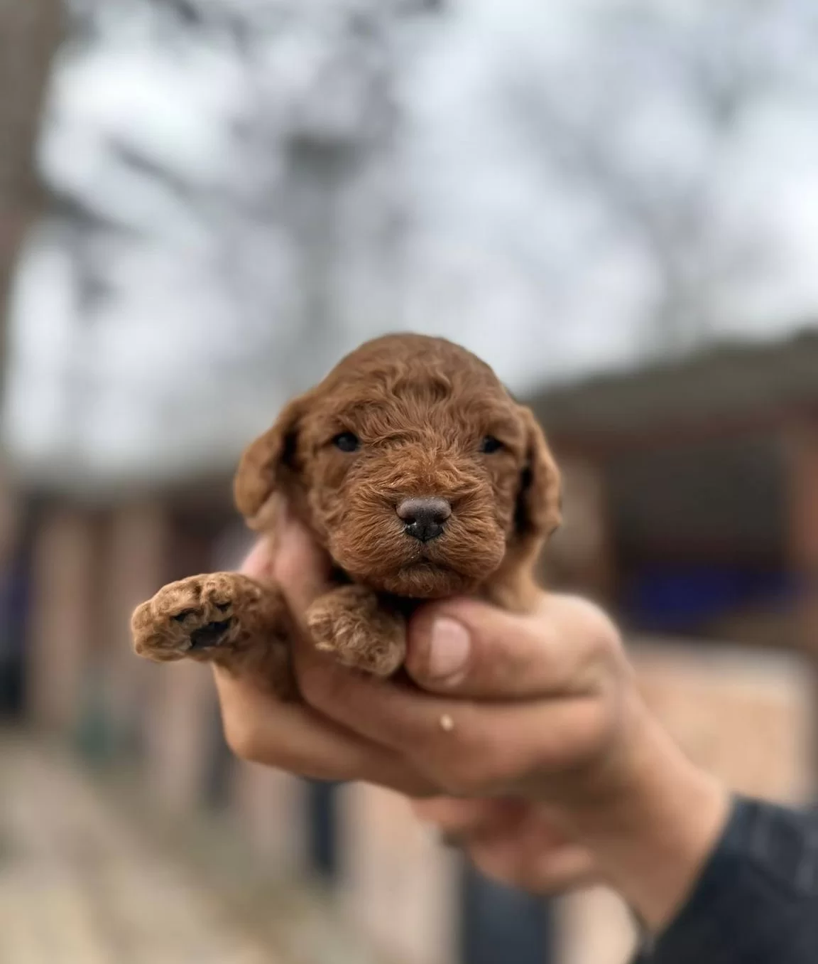 Red Poodle Erkek Bebeklerimiz