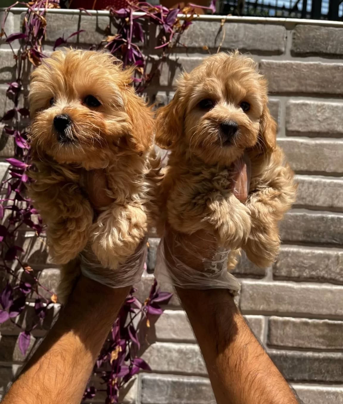 Renk Renk Maltipoo Bebekler