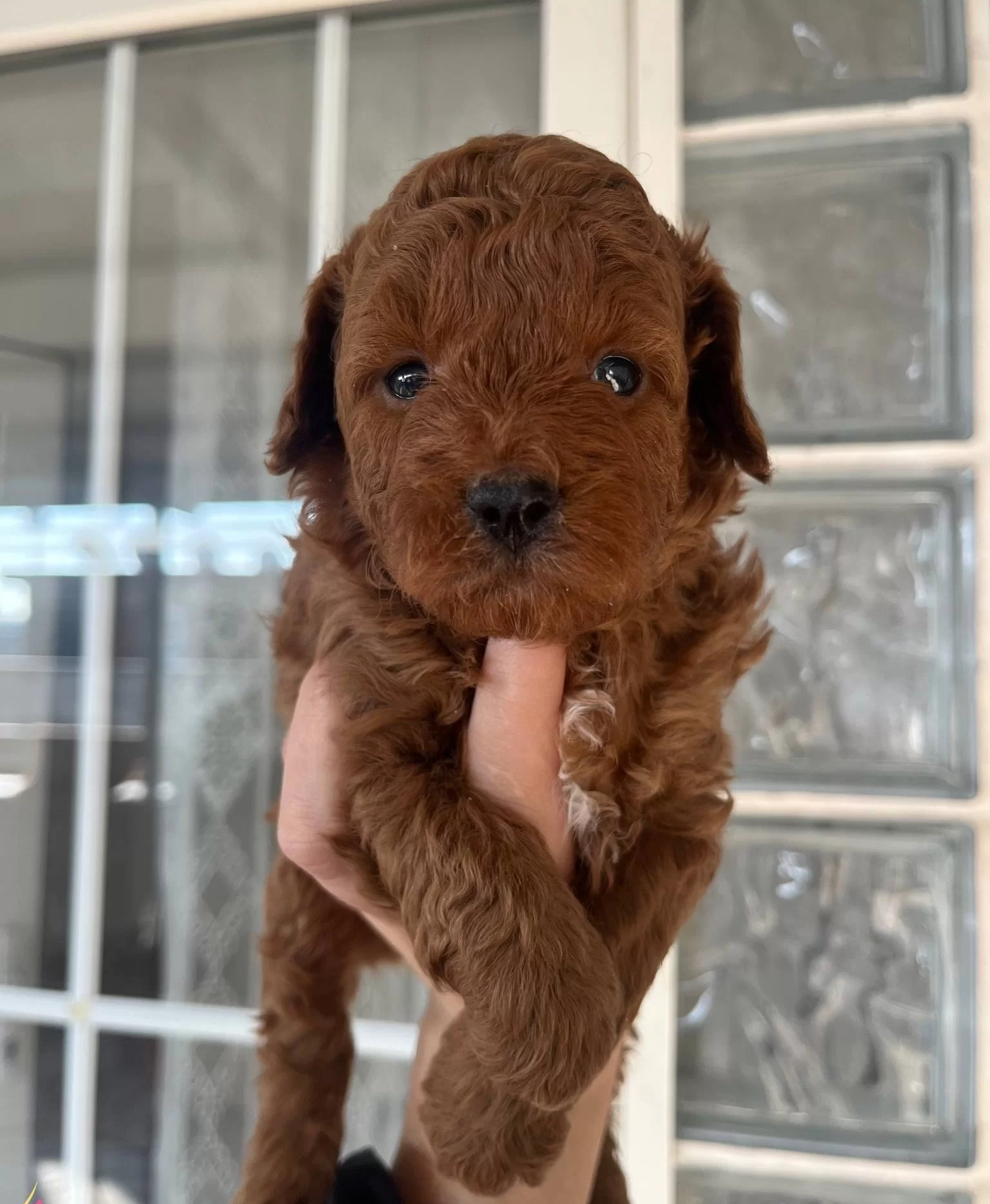 Ust Kalite Red Toy Poodle Yavrular
