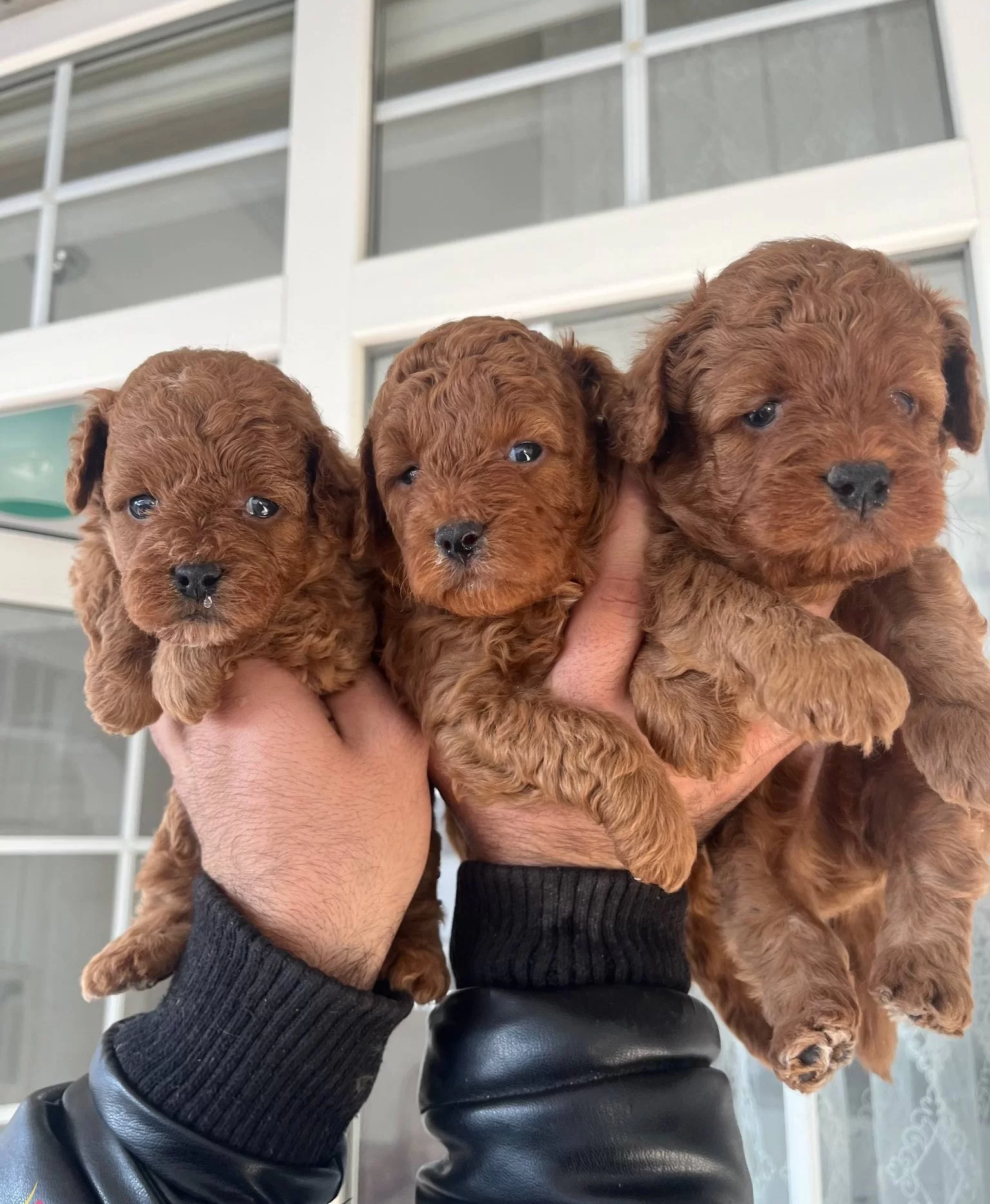 Ust Kalite Red Toy Poodle Yavrular