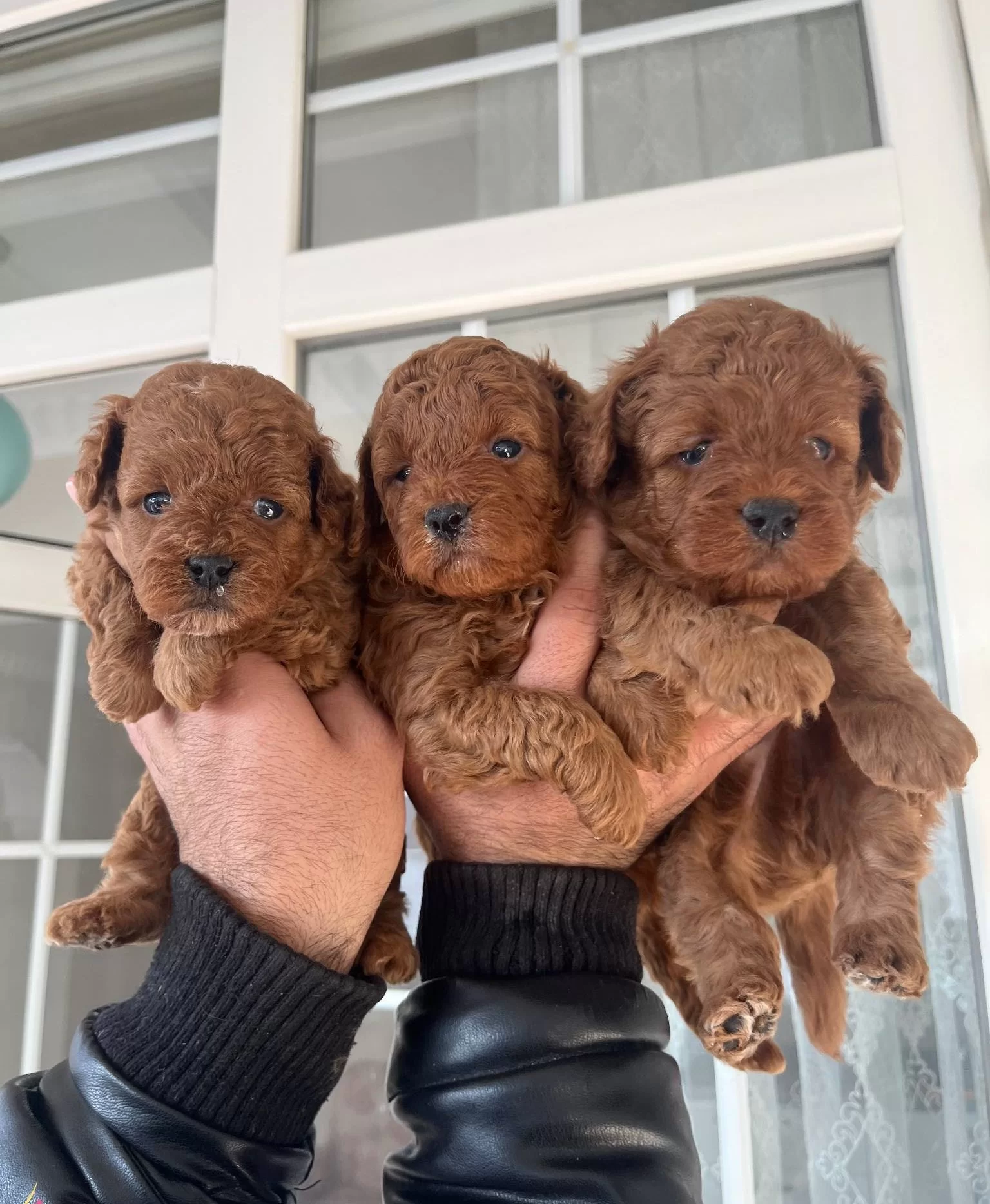 Ust Kalite Red Toy Poodle Yavrular