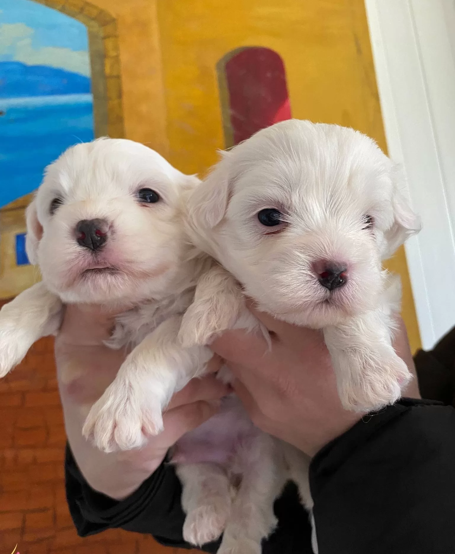 Pamuk Gibi Maltese Bebekler