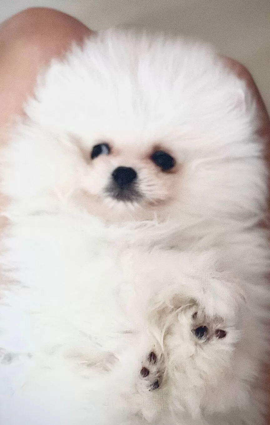 Tedybear Pomeranian Boo