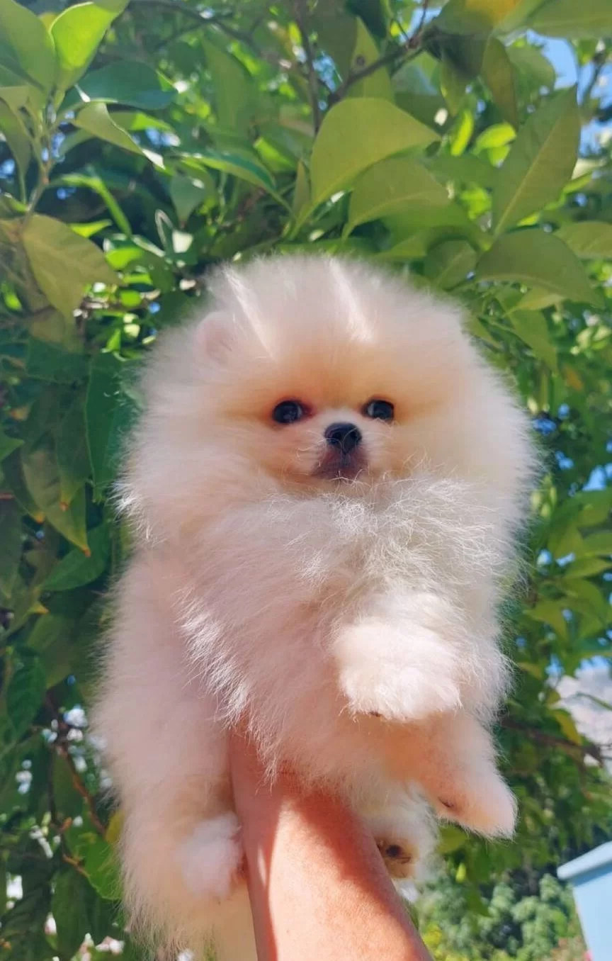 Tedybear Pomeranian Boo