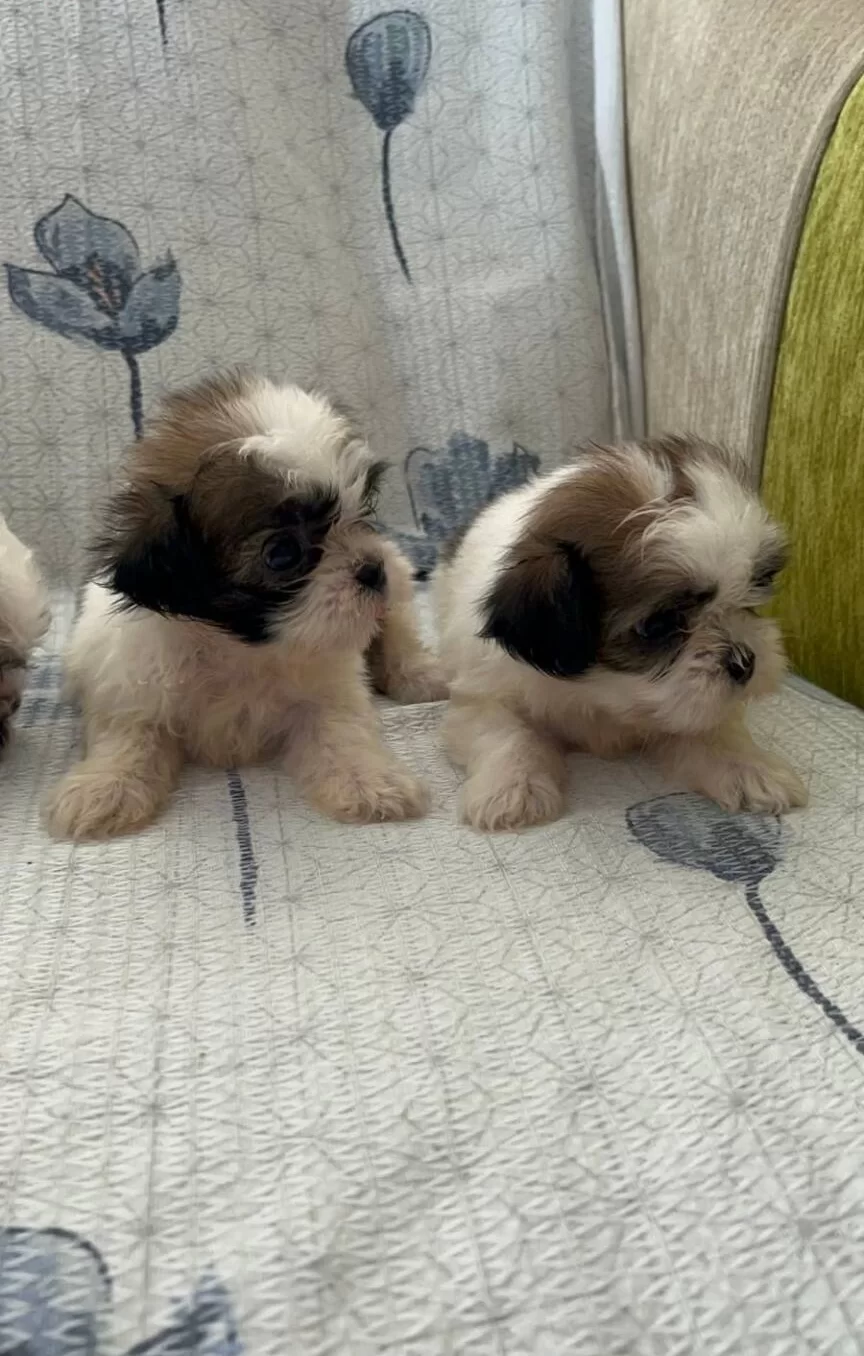 3 Renk Shih Tzu Bebeklerimiz