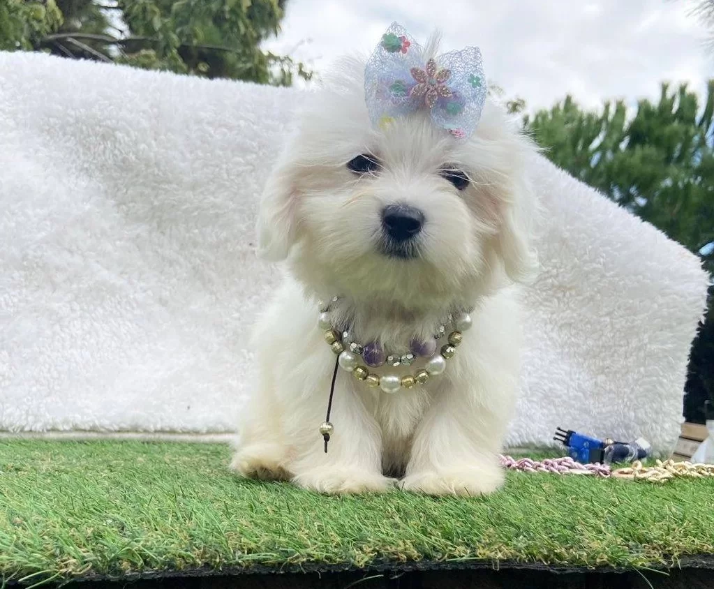 Safkan Maltese Terrier
