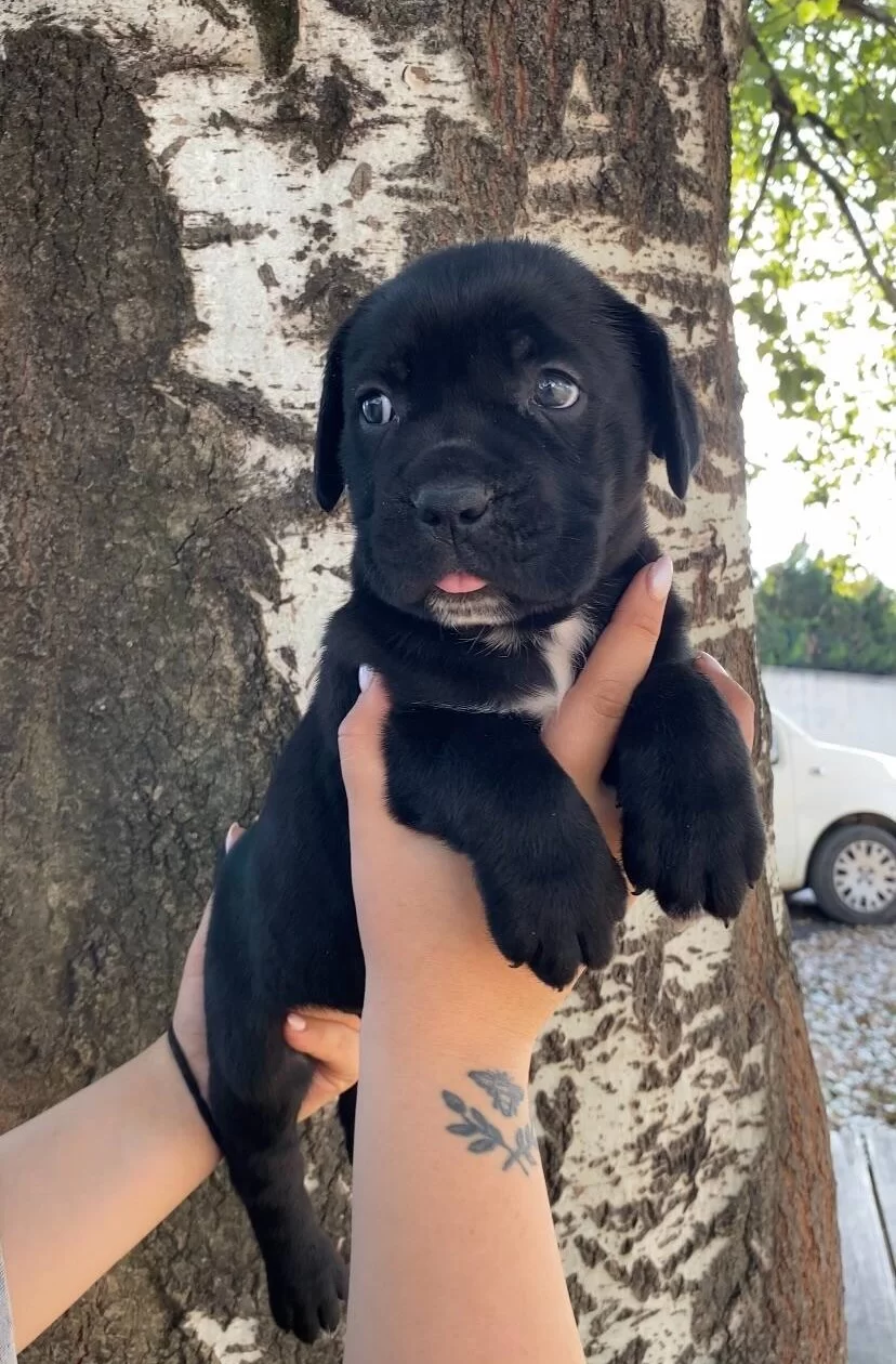 A Kalite Cane Corso Bebekler