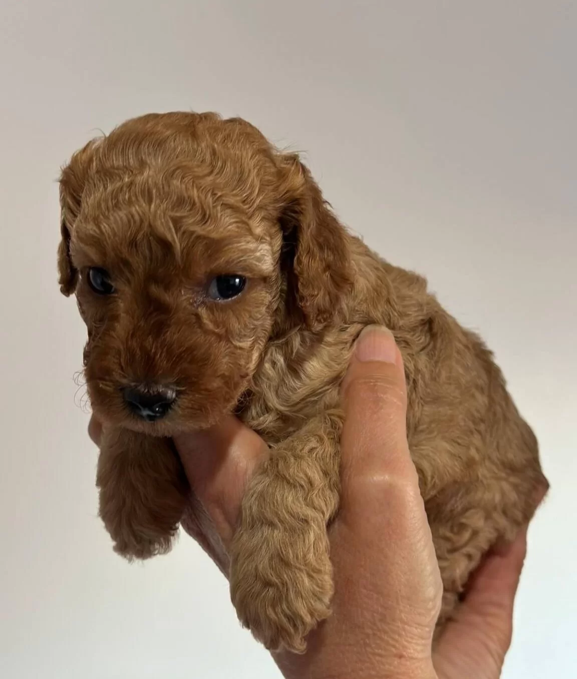 Safkan Irk Garantili Poodle Yavrularımız