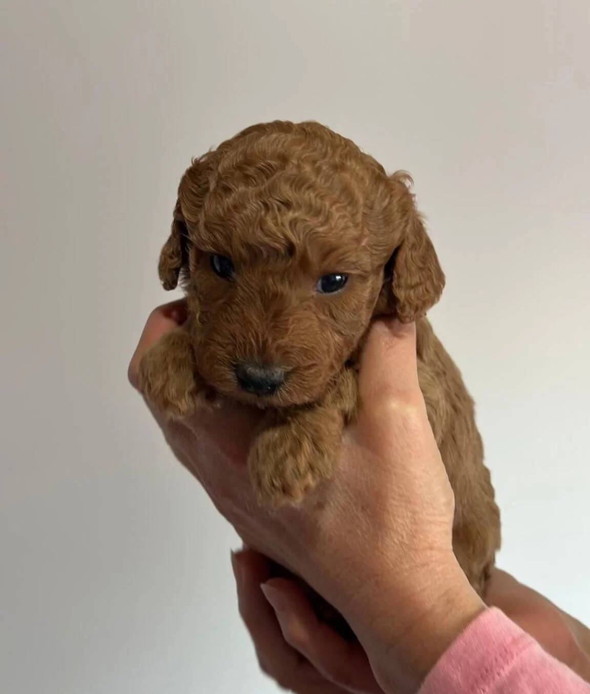 Safkan Irk Garantili Poodle Yavrularımız