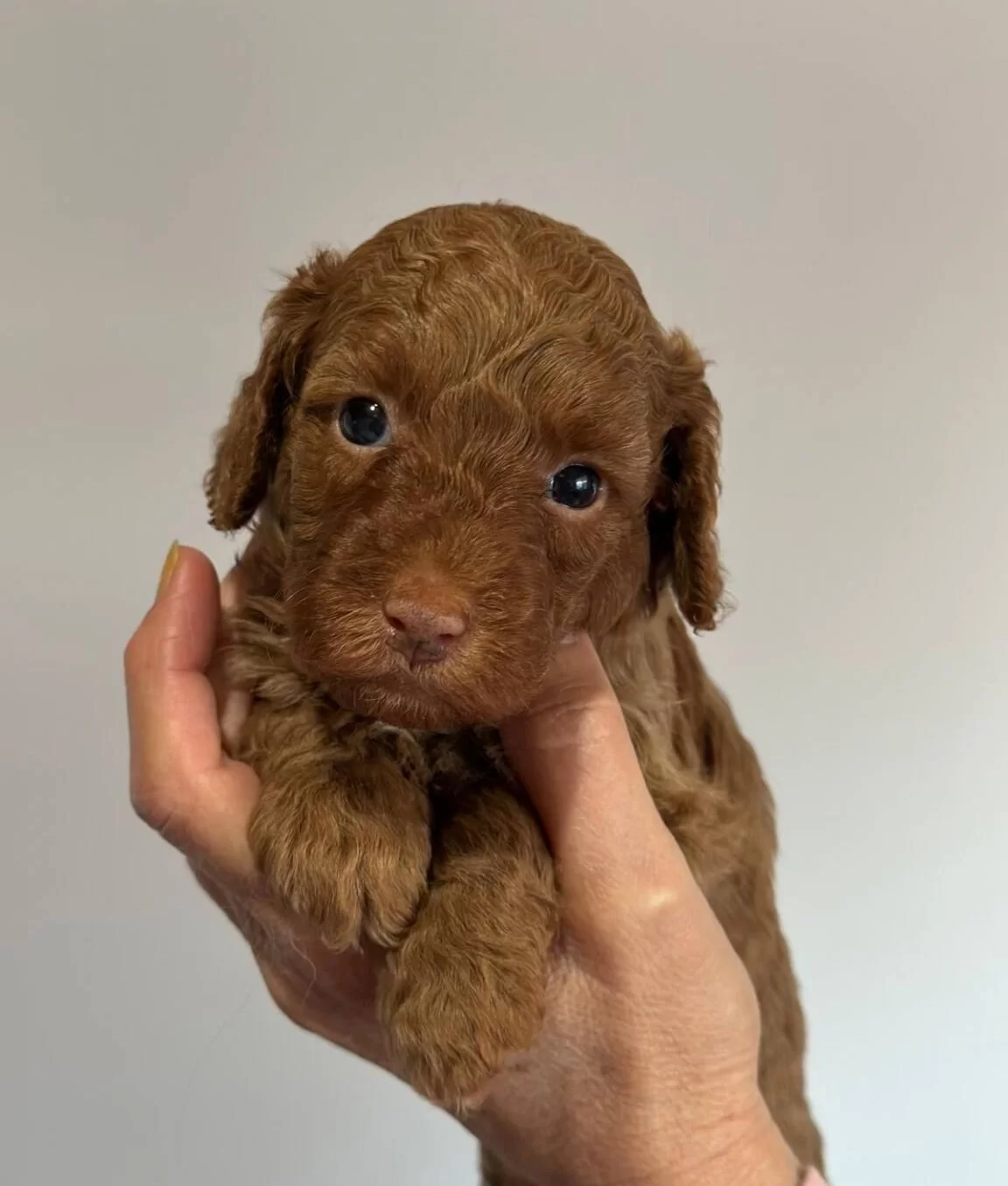 Safkan Irk Garantili Poodle Yavrularımız