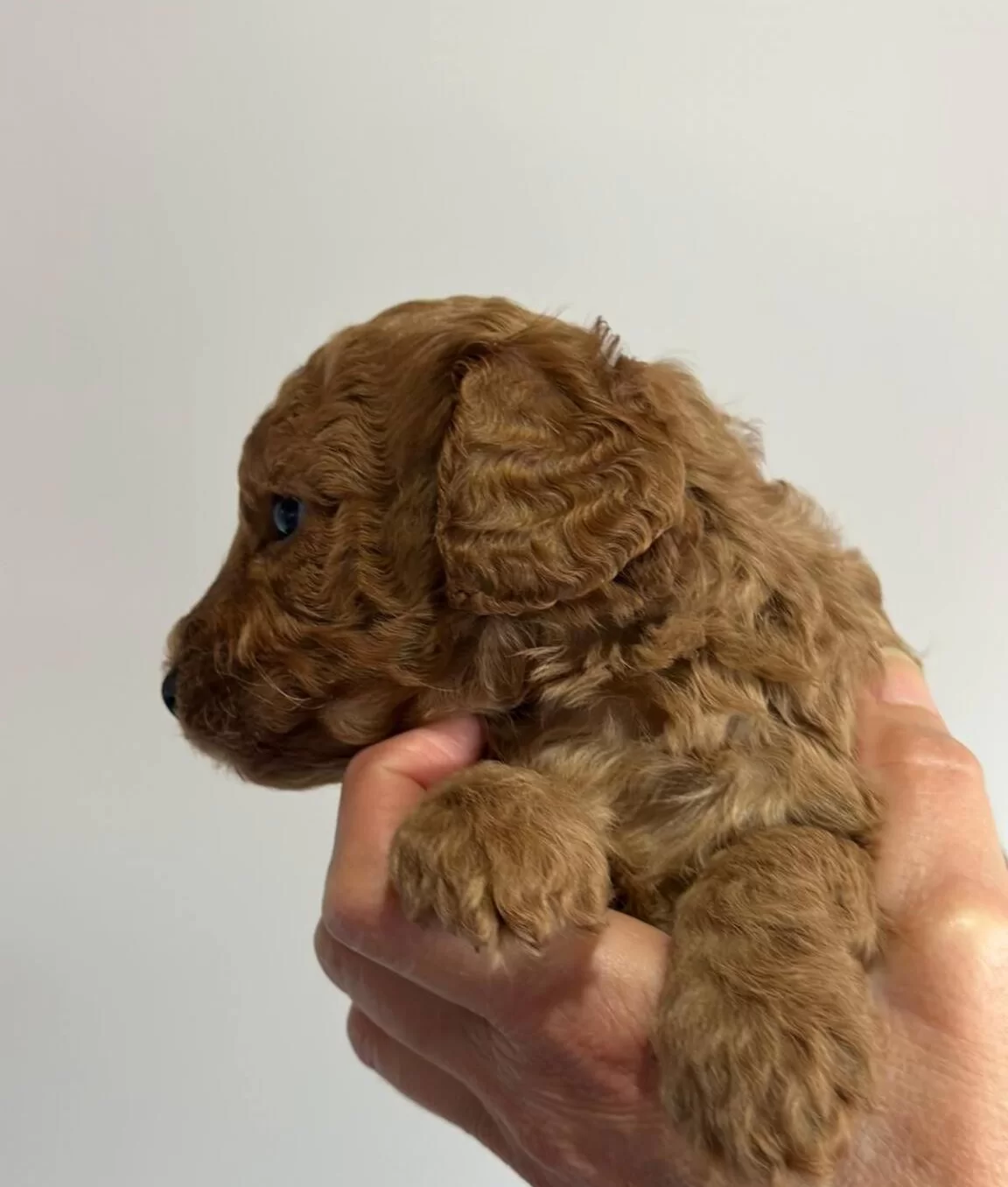Safkan Irk Garantili Poodle Yavrularımız