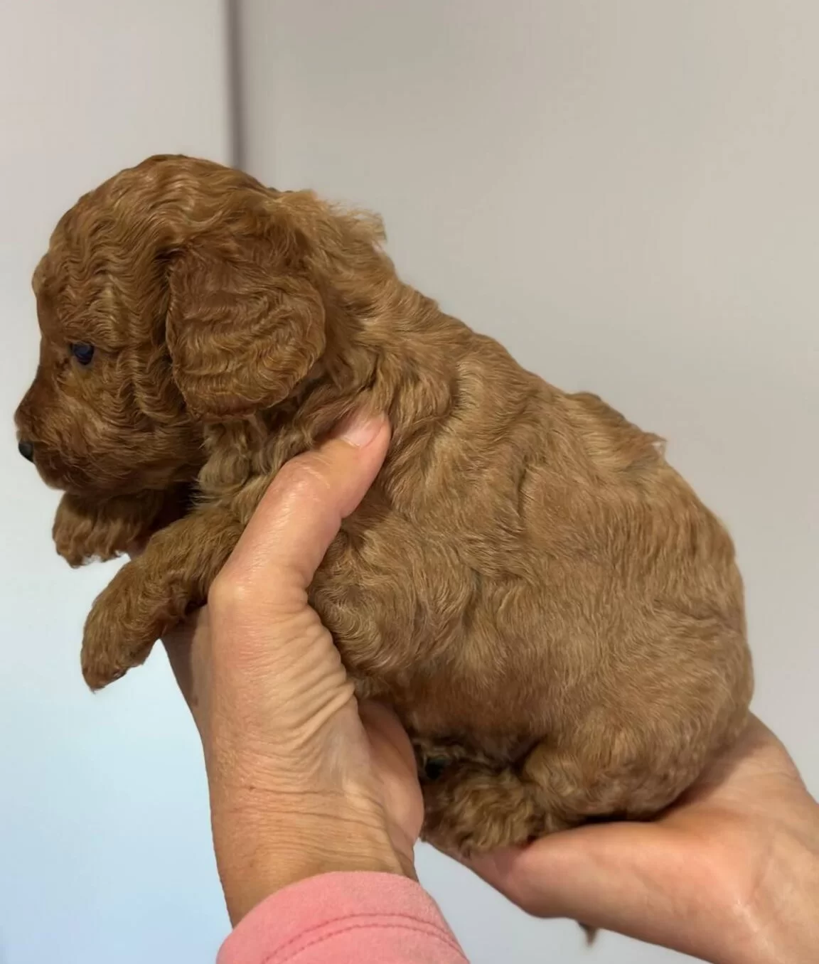 Safkan Irk Garantili Poodle Yavrularımız