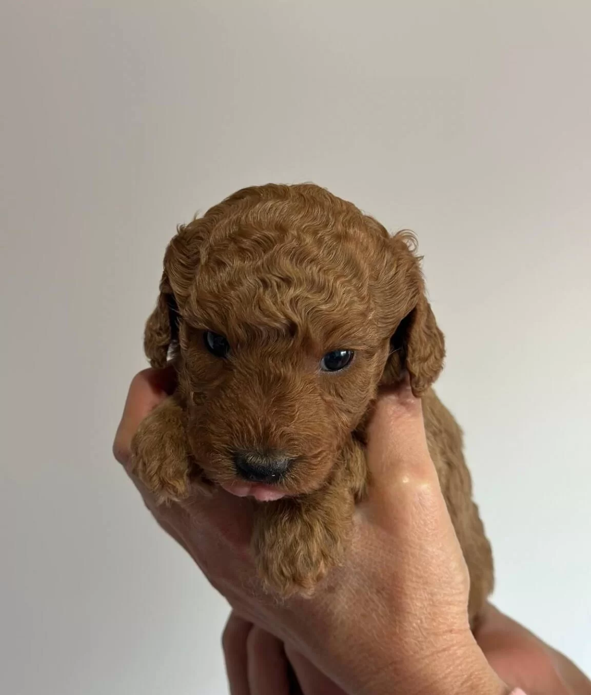 Safkan Irk Garantili Poodle Yavrularımız