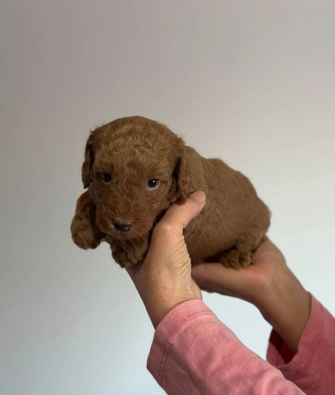 Safkan Irk Garantili Poodle Yavrularımız