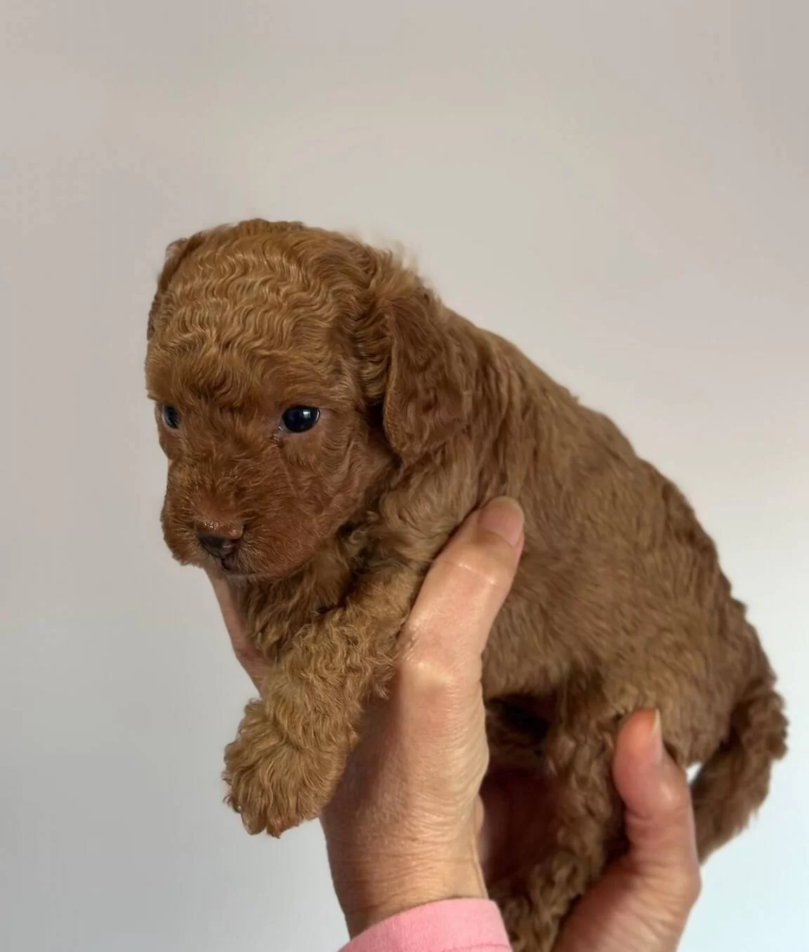 Safkan Irk Garantili Poodle Yavrularımız