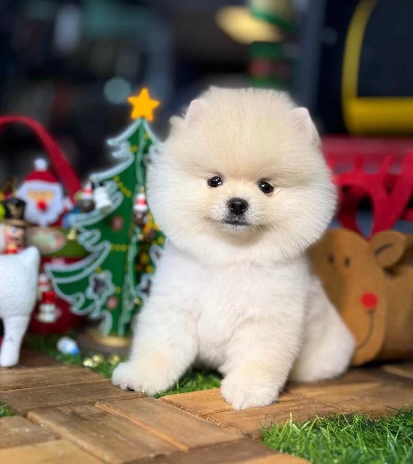 Inci Renk Pomeranian Boo