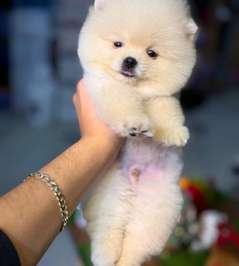 Inci Renk Pomeranian Boo