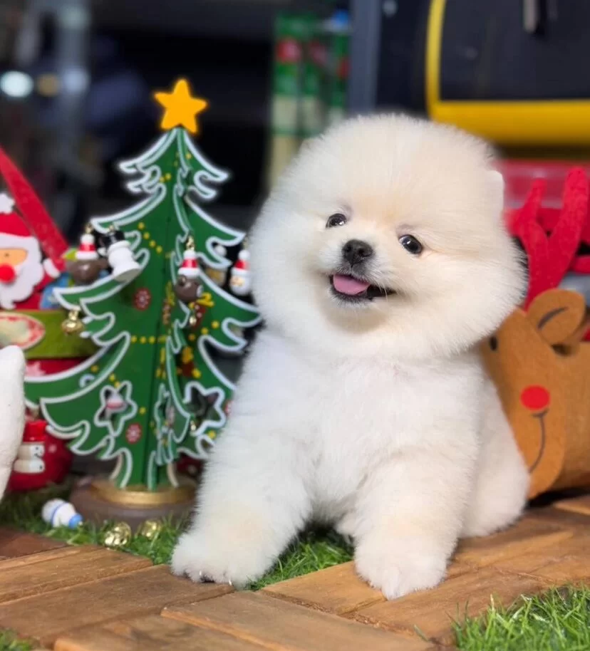 Inci Renk Pomeranian Boo