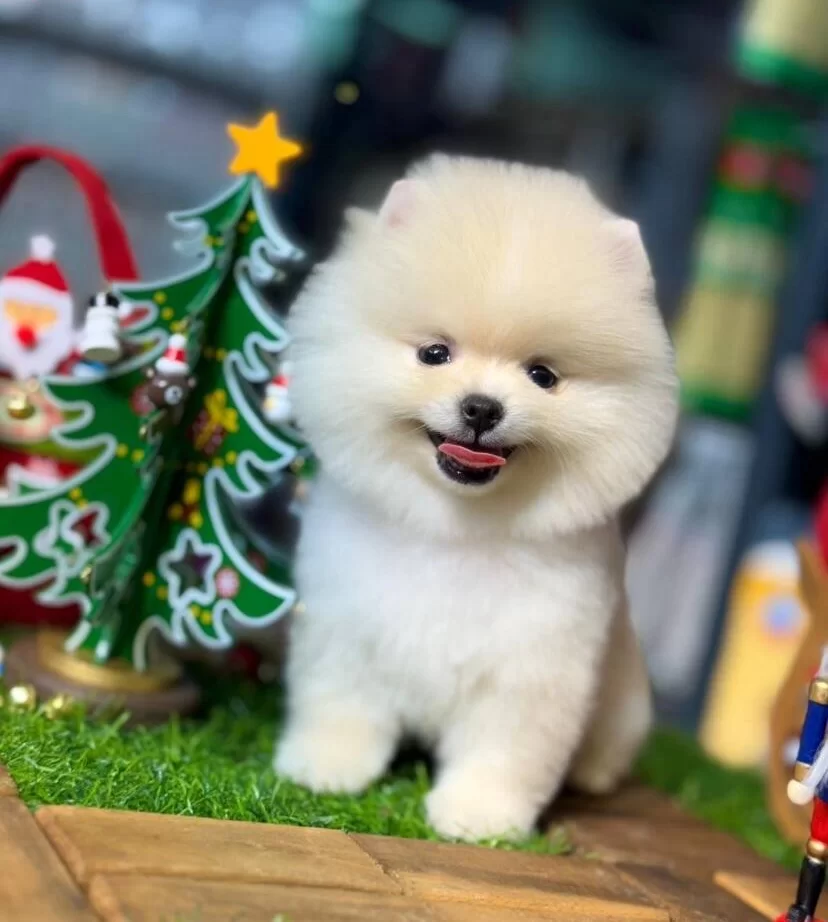 Inci Renk Pomeranian Boo