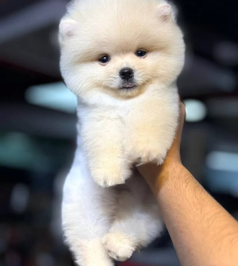 Inci Renk Pomeranian Boo