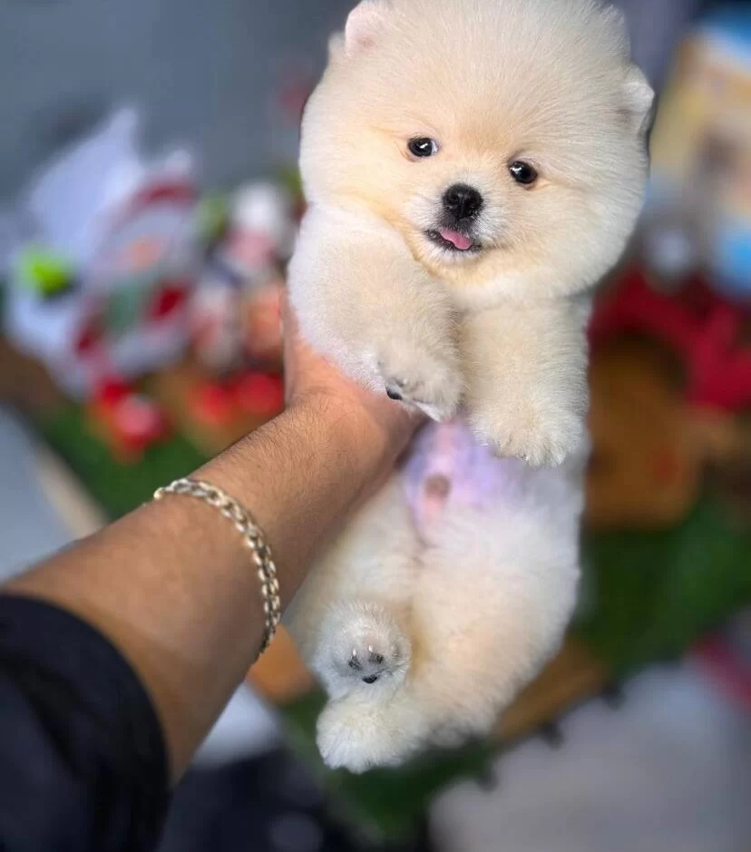 Inci Renk Pomeranian Boo