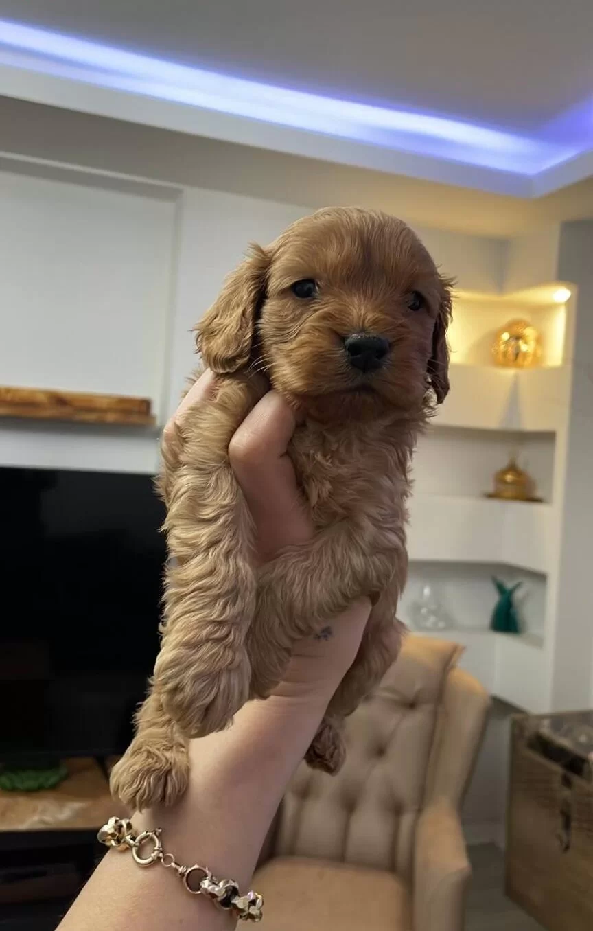 Maltipoo Ev Uretimi Yavrularım Saglık Ve Irk Garantilidir