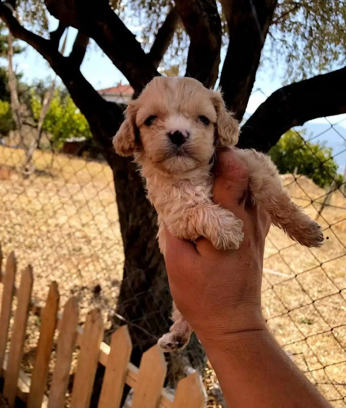 Numara A Kalite Maltipoo Bebekler