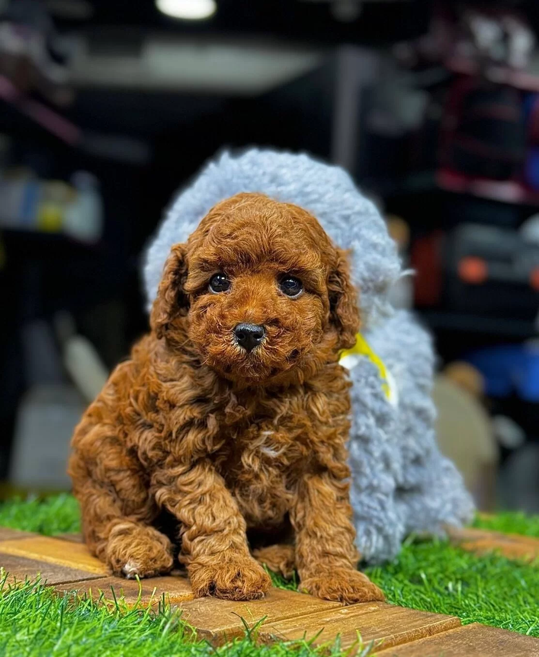 Safkan Toy Poodle Yavrular
