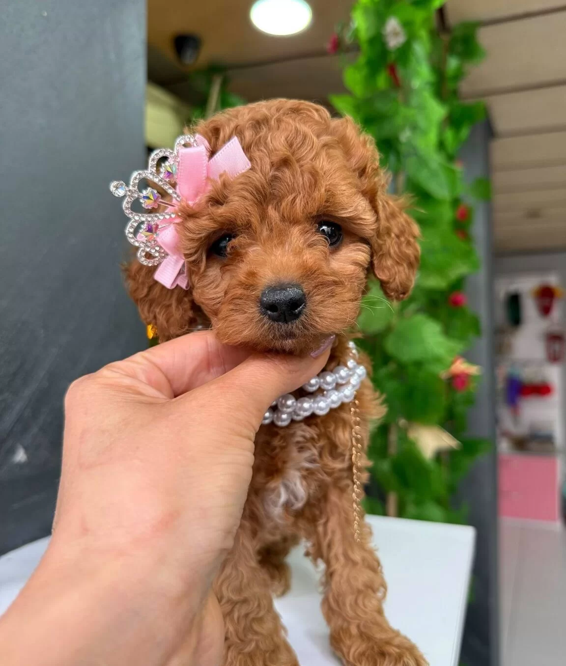 Sevimli Toy Poodle Yavrular