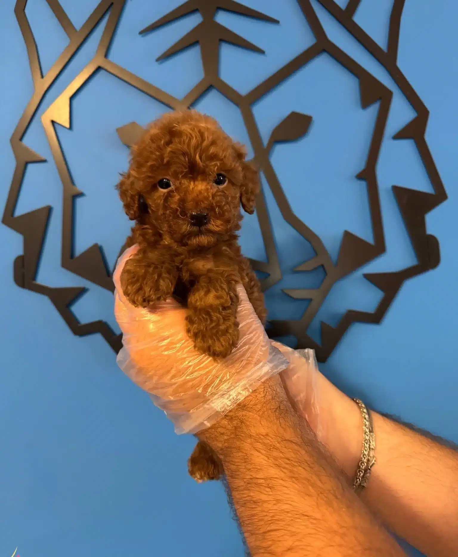 Kore Red Browne Toy Poodle Yavruları
