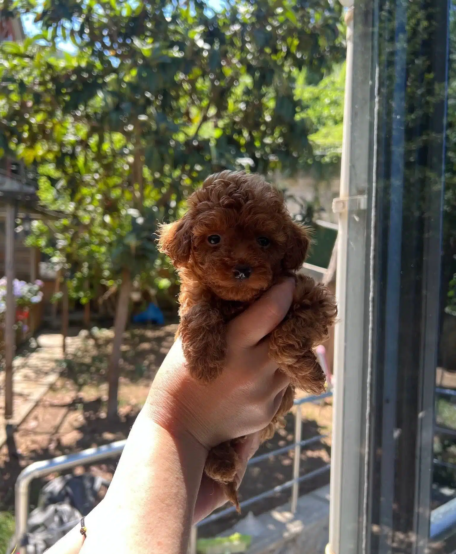 Safkan Toy Poodle Yavrular