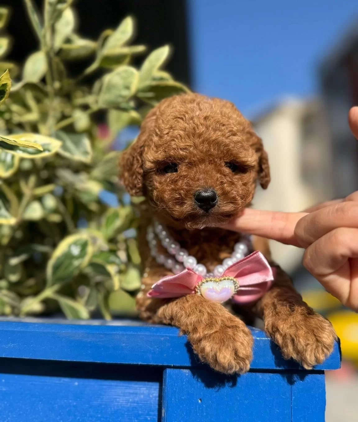 Kore Kan Toy Poodle Yavrular