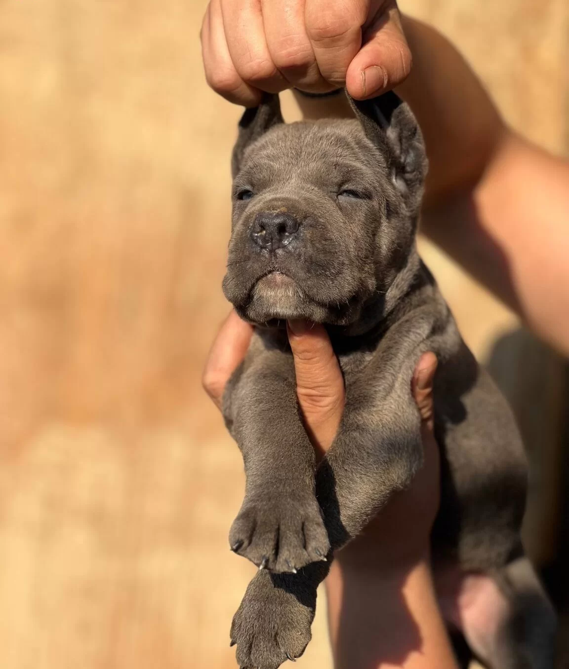 Iri Kafalı Cane Corso Yavrular
