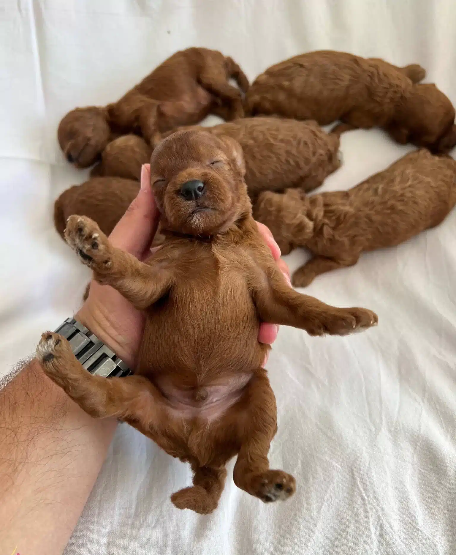 Premium Safkan Toy Poodle