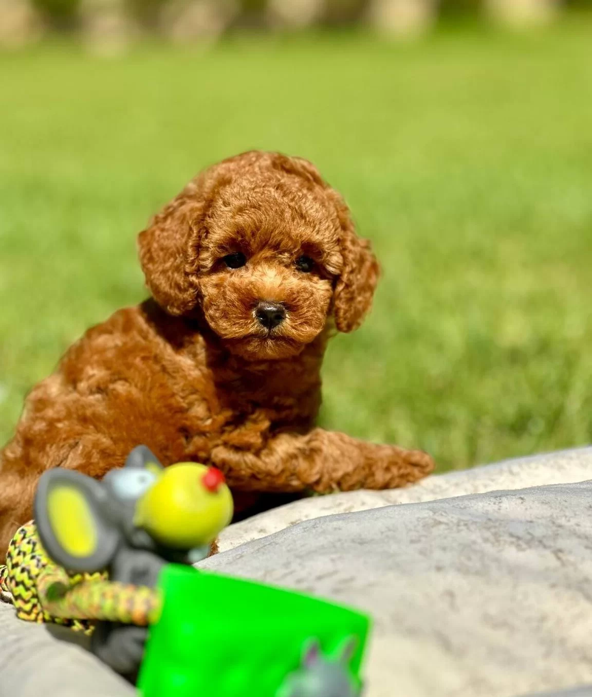 Mutlu Patiler Ruhsatli Ciflikte Sizleri Bekliyor