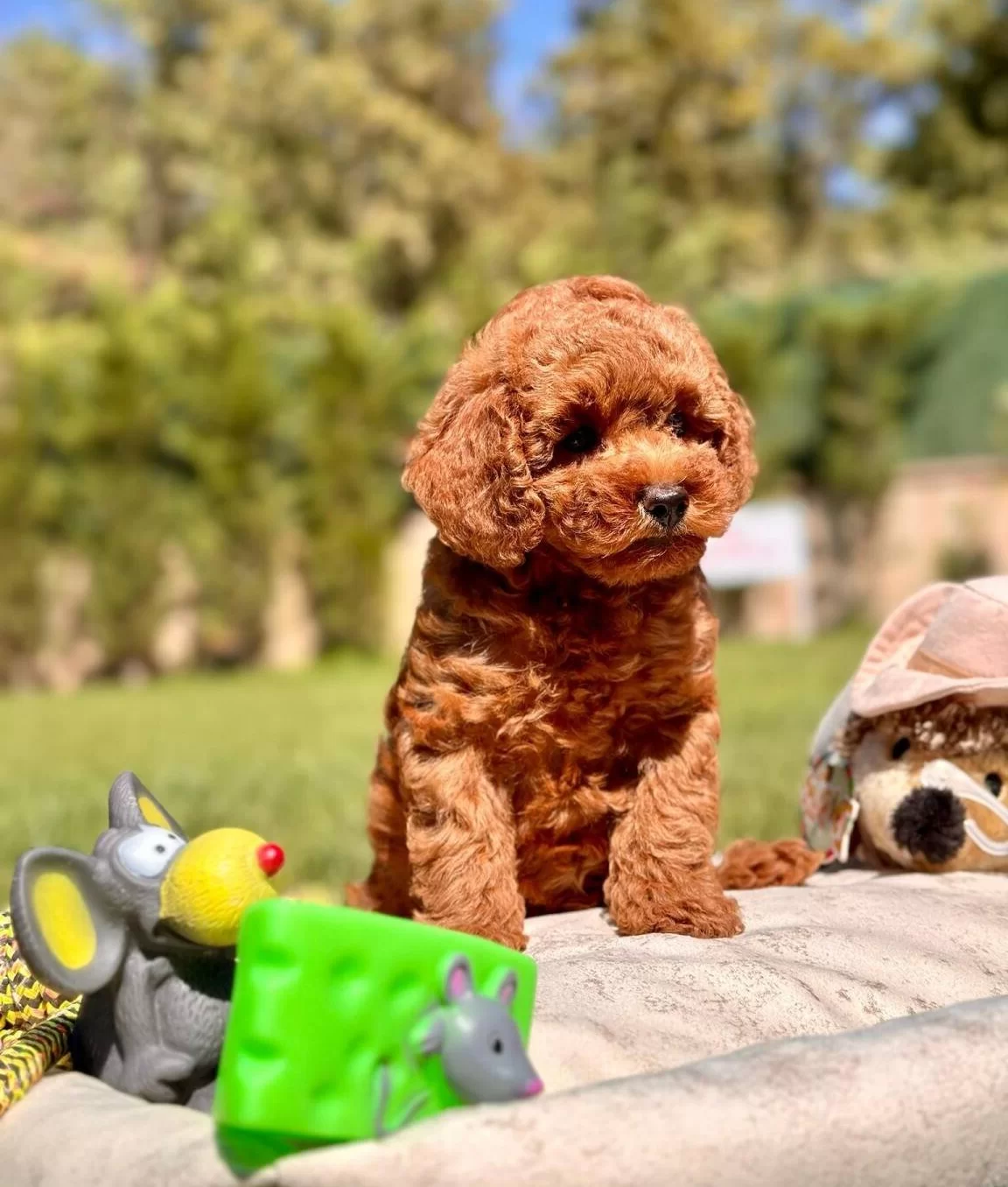 Mutlu Patiler Ruhsatli Ciflikte Sizleri Bekliyor