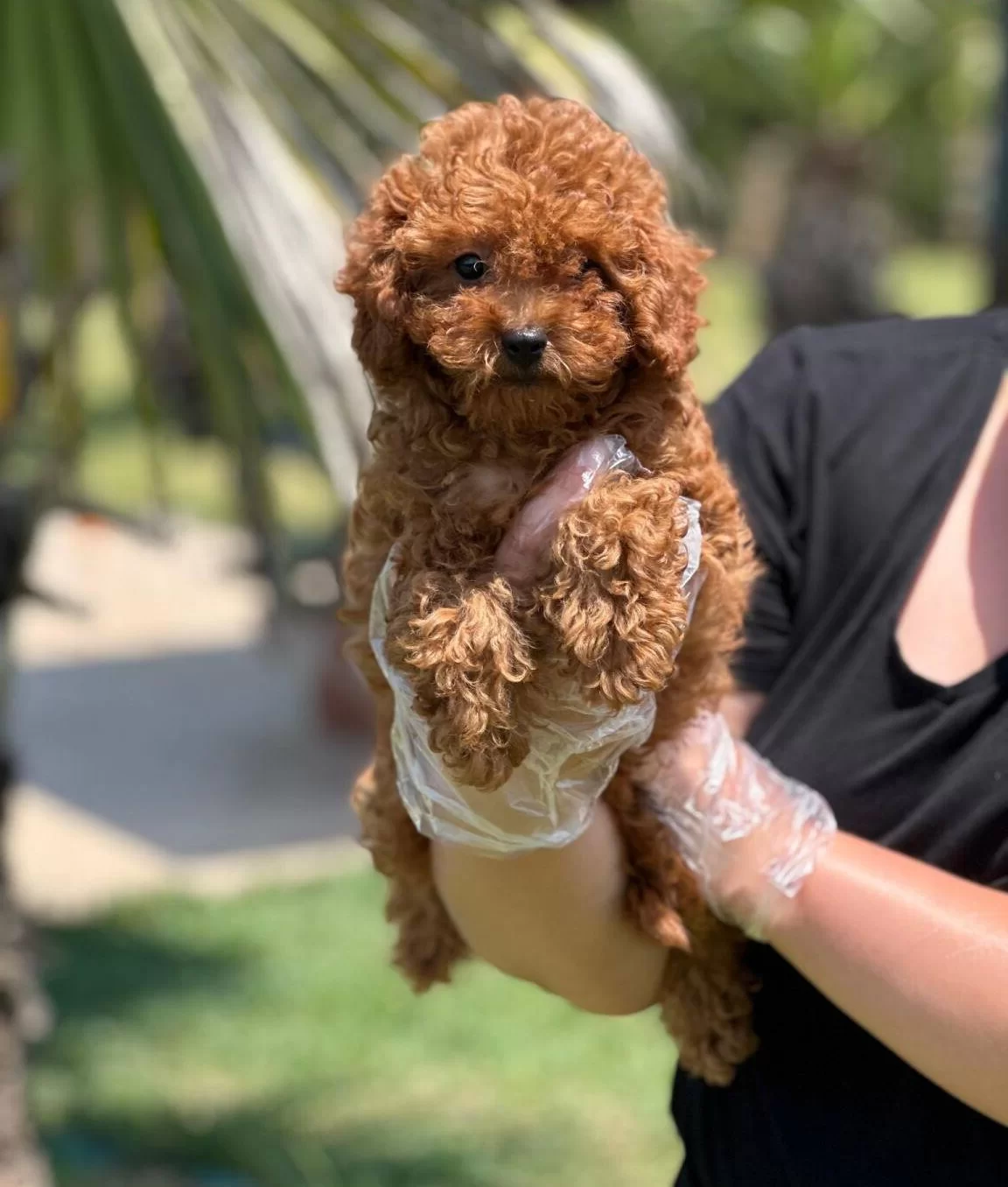 Mutlu Patiler Ruhsatli Ciflikte Sizleri Bekliyor